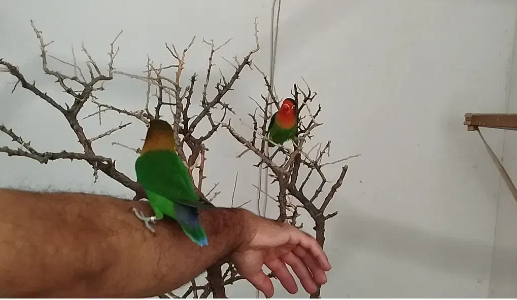 فروش 2جفت عروس هلندی مولد ویک جفت طوطی برزیلی مول|پرنده|دورود, |دیوار