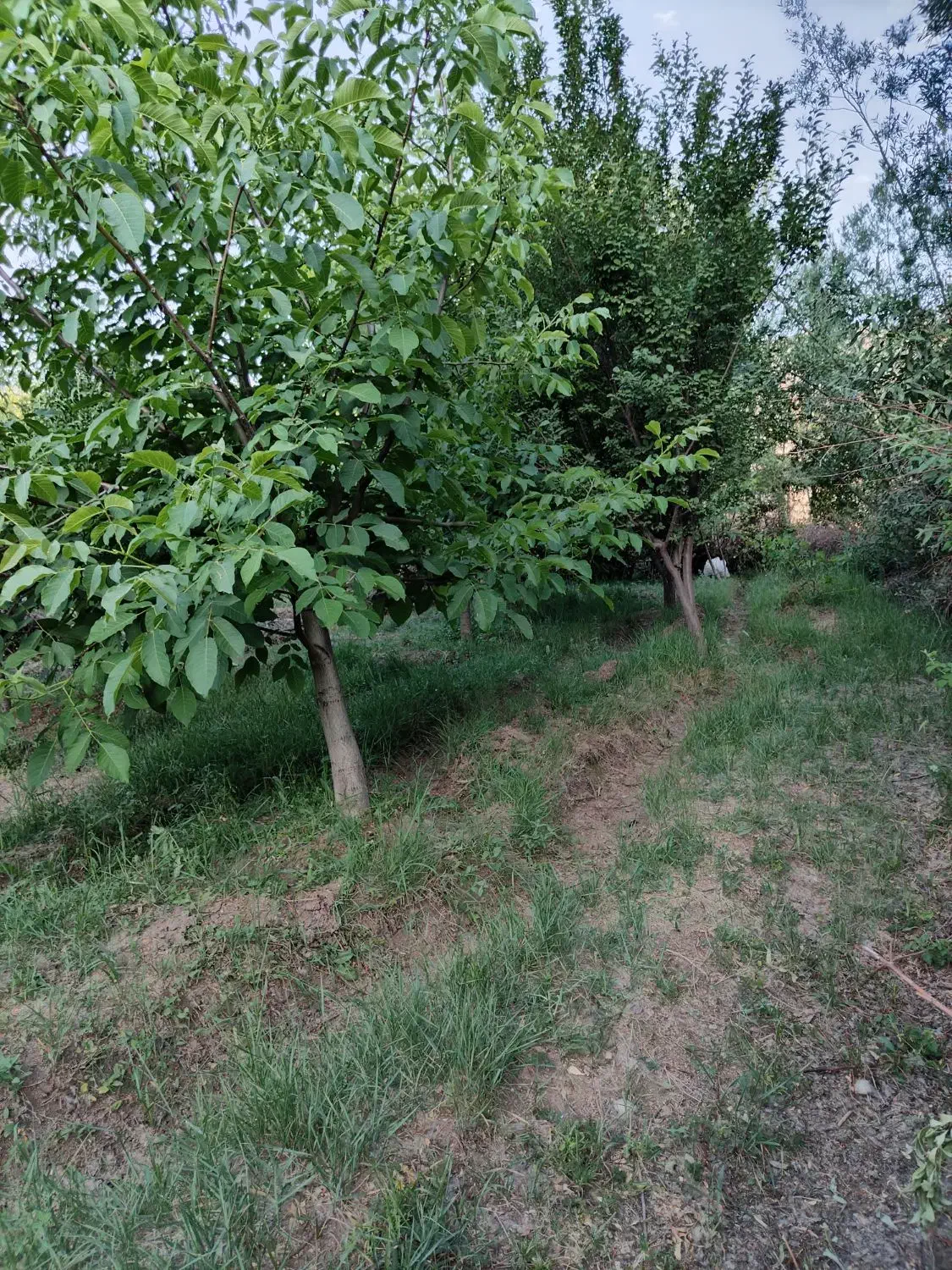 فروش باغ|فروش دفتر صنعتی، کشاورزی، تجاری|الشتر, |دیوار