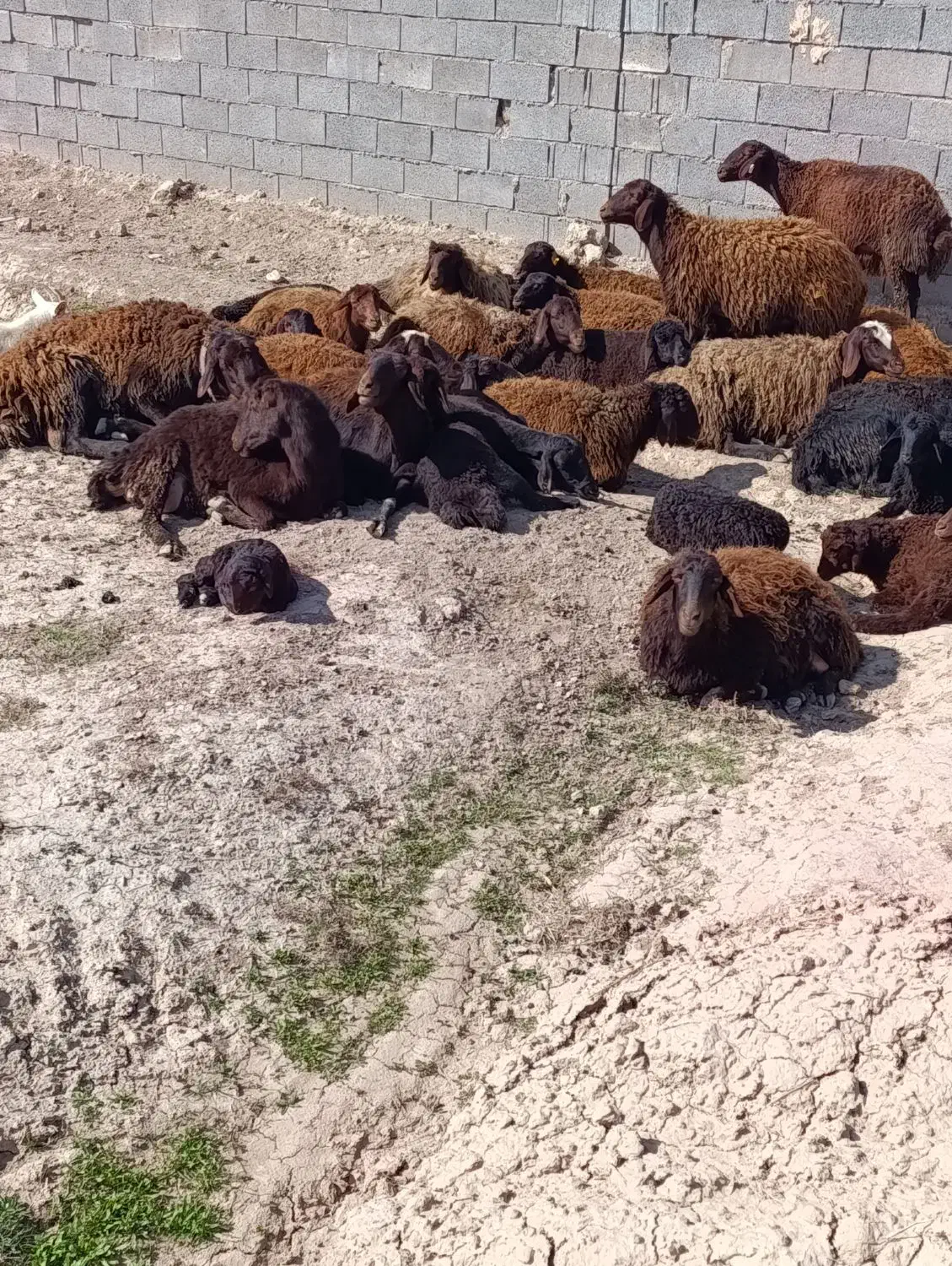 14تا میش|حیوانات مزرعه|فیروزه, |دیوار