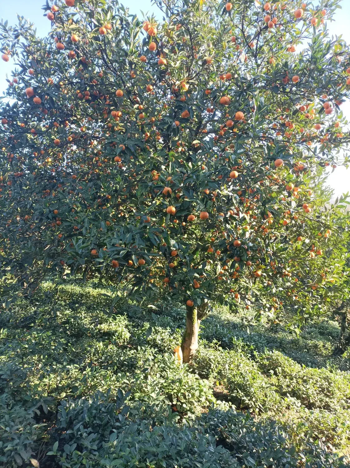 نارنگی ریز و درشت تازه چین|حراج|کلاچای, |دیوار