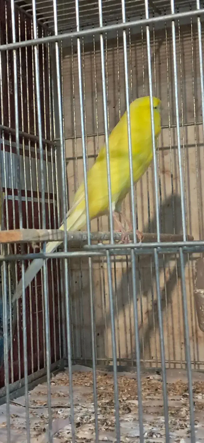 قناری رسمی بلند نرماده|پرنده|همدان, |دیوار