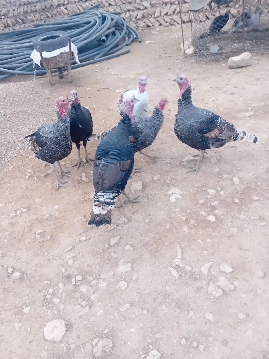 بوقلمون نر|حیوانات مزرعه|کوهدشت, |دیوار