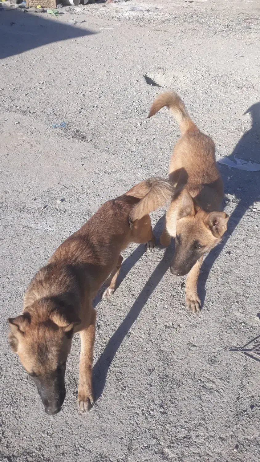 توله سگ مالینویز|سگ|پاکدشت, پاکدشت (مامازند)|دیوار