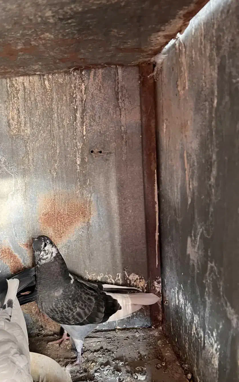 گمشده|حیوانات|اراک, |دیوار