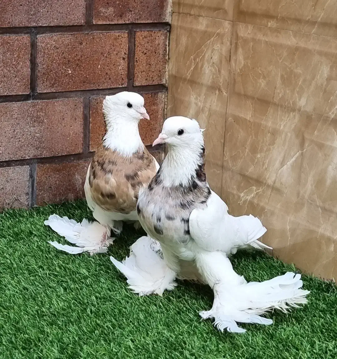 کبوتر تزئینی و زینتی طوقی کاکلی پاپر|پرنده|تهران, امجدیه (خاقانی)|دیوار