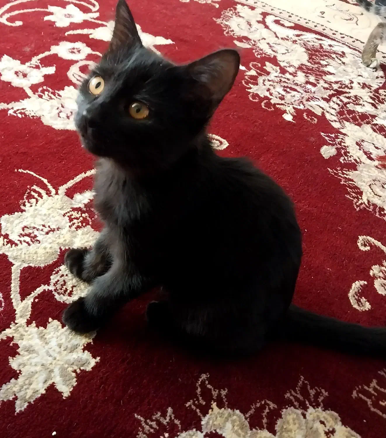 واگذاری رایگان بچه گربه|گربه|مشهد, شهید شهریاری|دیوار