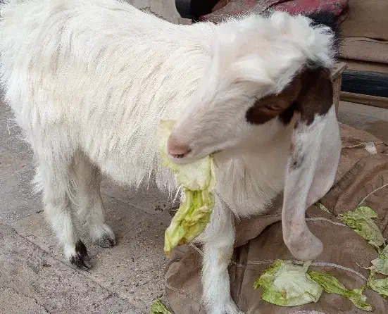 بزغاله نر|حیوانات مزرعه|پیشوا, |دیوار