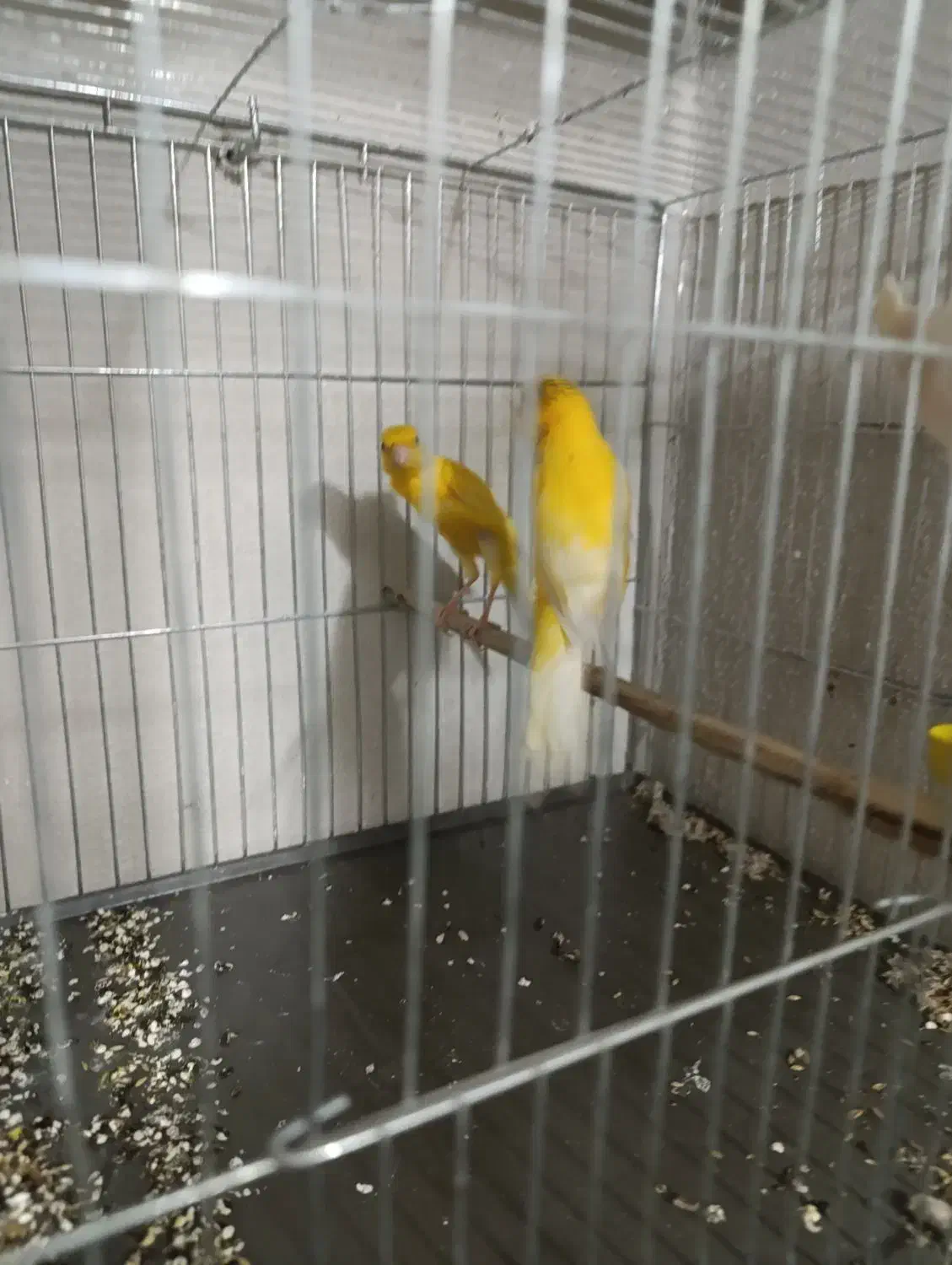 قناری نروماده جفت و تعداد تک|پرنده|اسلام‌شهر, شهرک مهدیه|دیوار