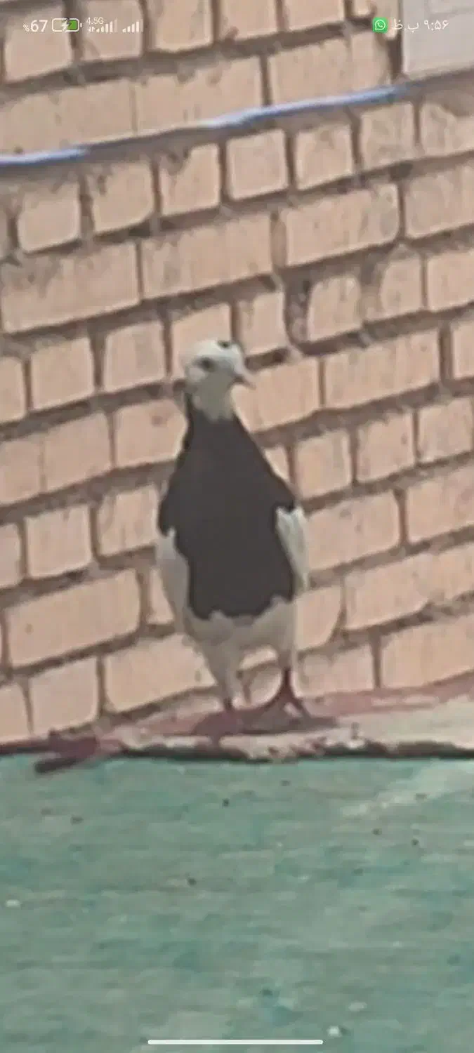کبوتر طوق سیاه گمشده|حیوانات|شوش, |دیوار