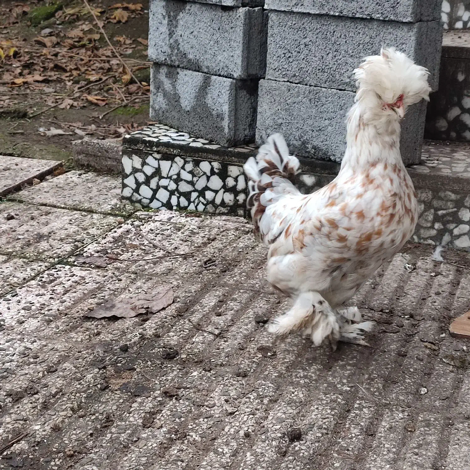 فروش مرغ و خروس سلطان|حیوانات مزرعه|لاهیجان, بوجایه|دیوار