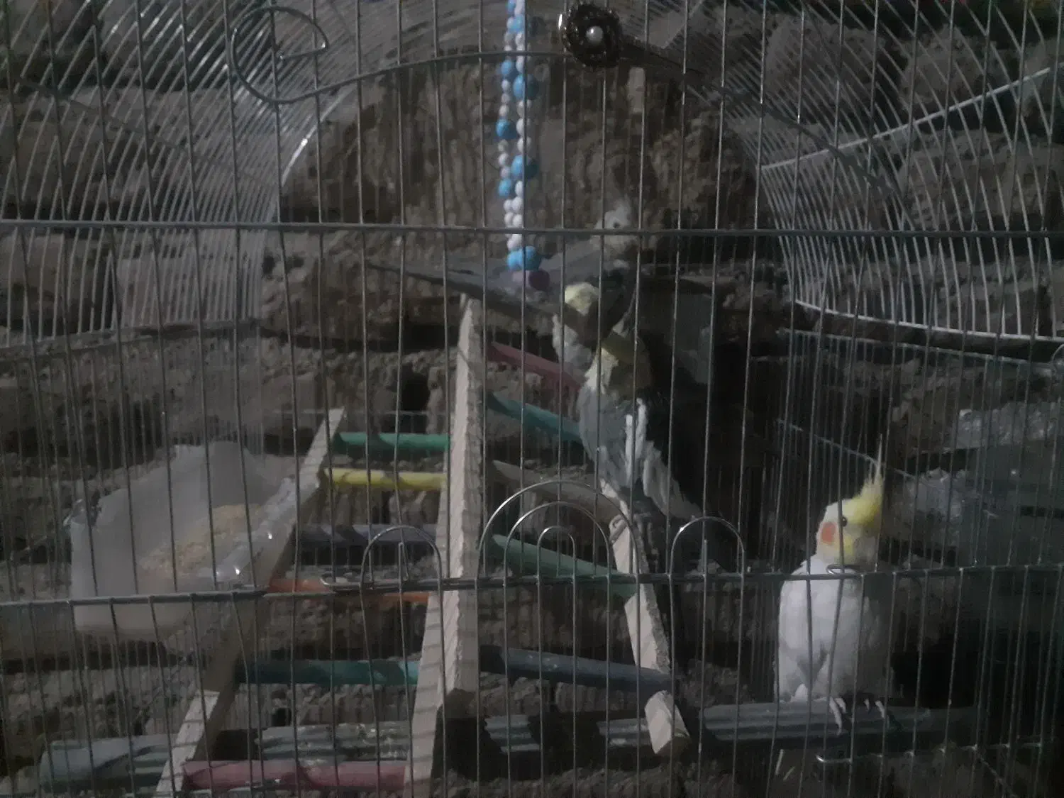 عروس هلندی|پرنده|زرند, |دیوار