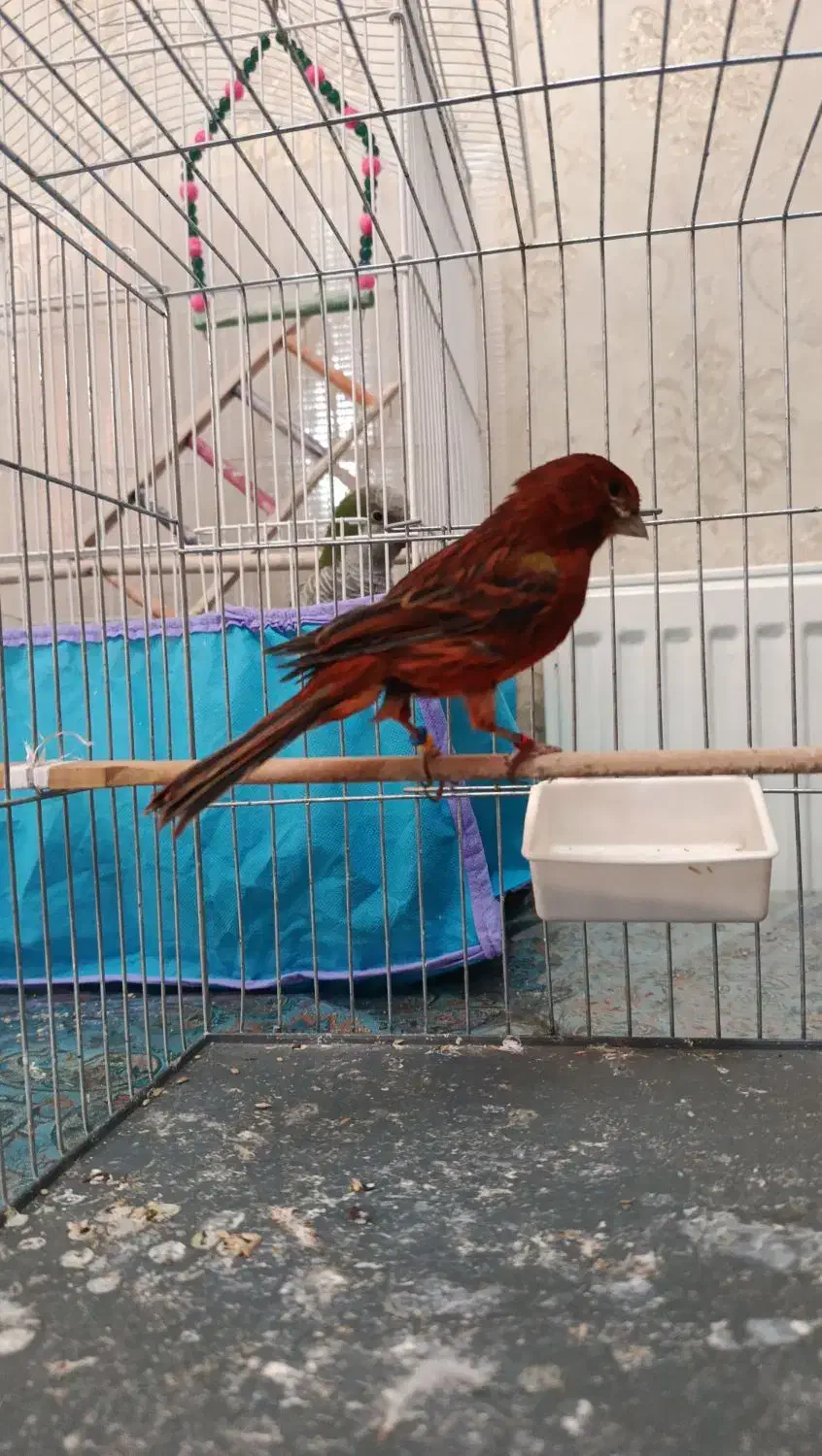 قناری ماده|پرنده|کرمان, |دیوار