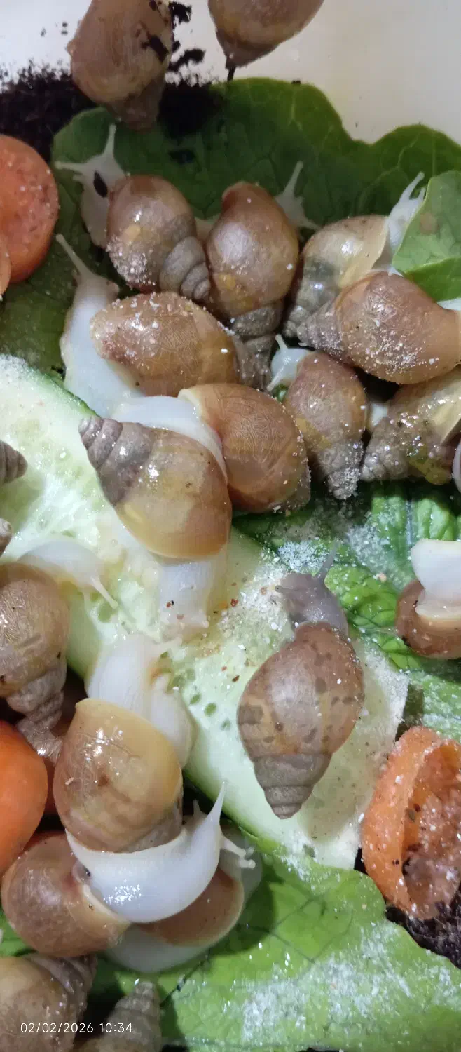 حلزون اچاتینا|خزنده|هشتگرد, شهرک ایران خودرو|دیوار