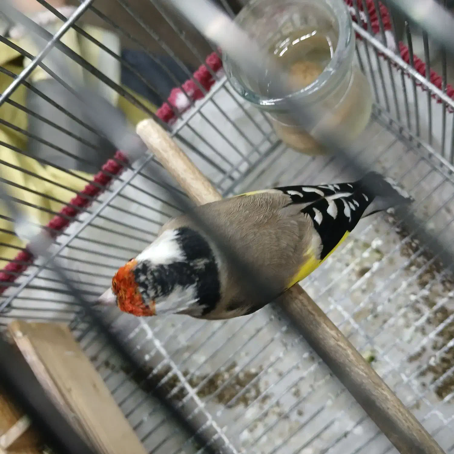 سهره دورگ قناری|پرنده|شیراز, شهرک فرزانگان|دیوار