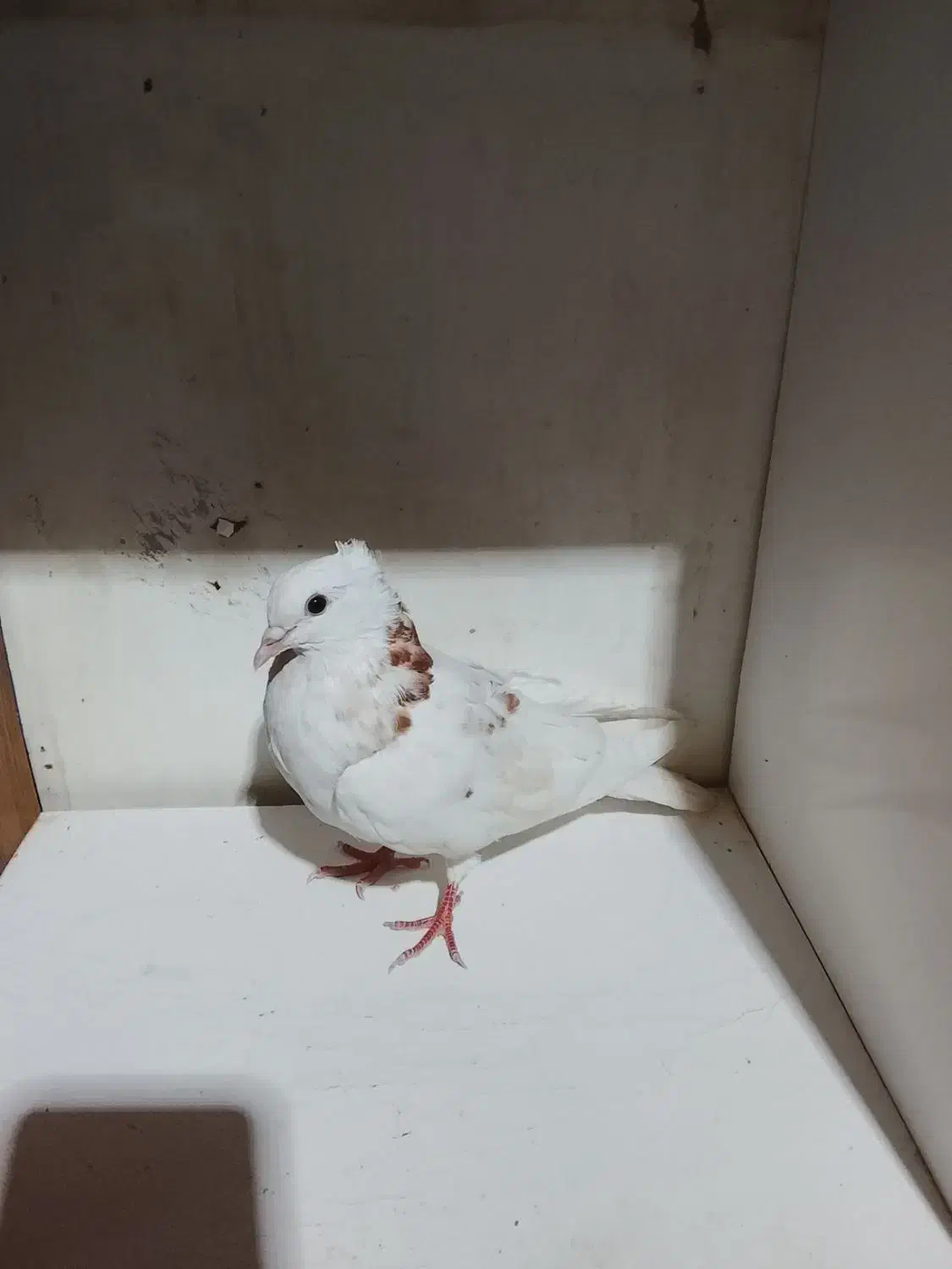 کفتر طوقی|پرنده|سراوان, |دیوار