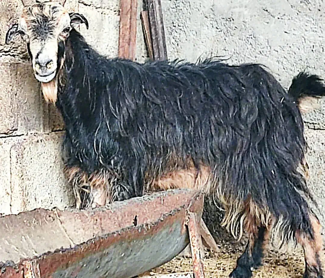 ۲بز،ترکی آبستن در وحدتیه|حیوانات مزرعه|وحدتیه, |دیوار