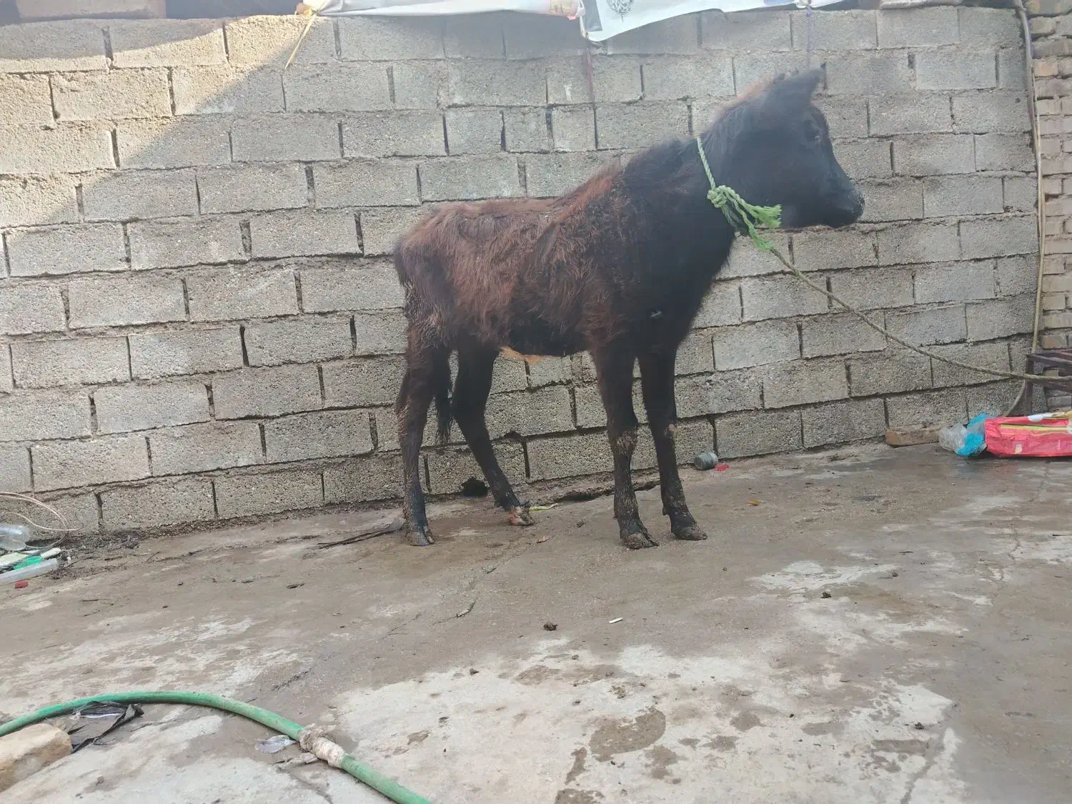 گوساله ماده خارجی|حیوانات مزرعه|اهواز, اسلام آباد شرقی|دیوار