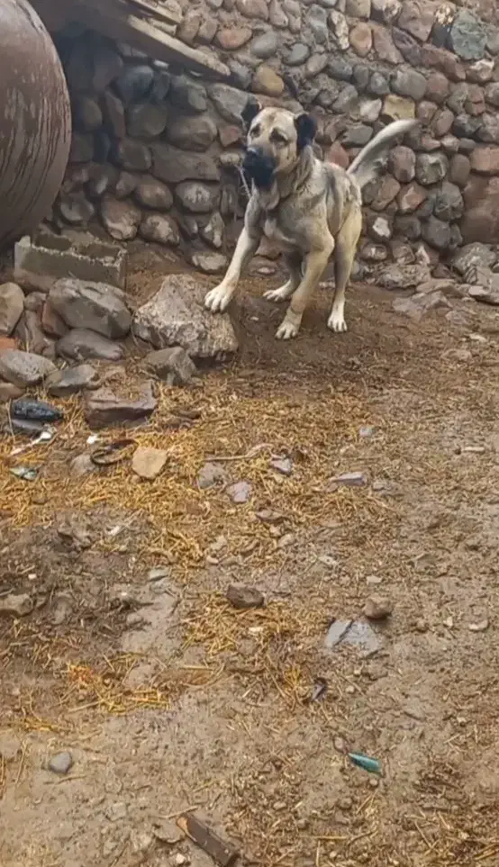 سگ سرابی|سگ|بستان آباد, |دیوار