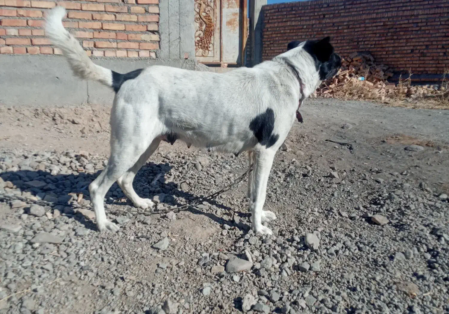 واگذاری سگ|سگ|سراب, |دیوار