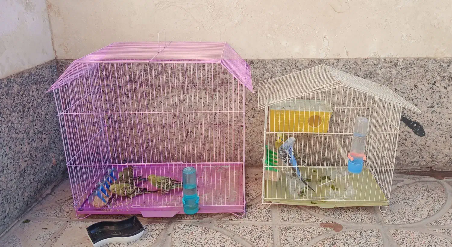 مرغ عشق|پرنده|ابرکوه, |دیوار