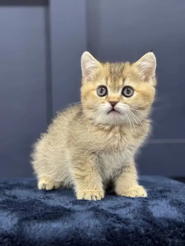 بچه گربه های دلربا مجموعه اصلی|گربه|بندرعباس, |دیوار