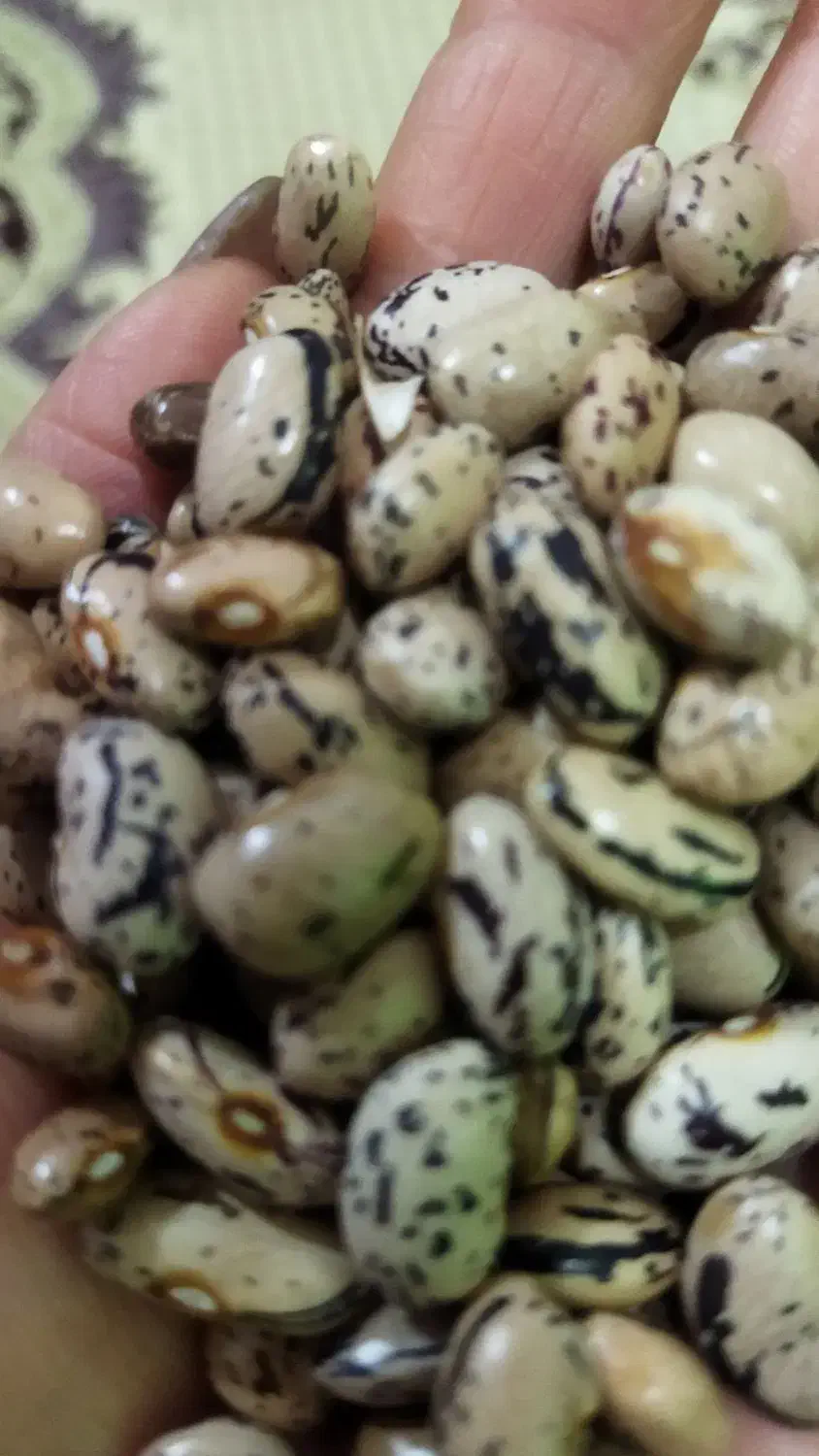 لوبیا محلی|خوردنی و آشامیدنی|رشت, گلزاران|دیوار