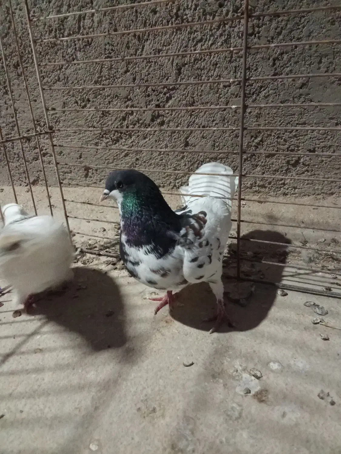 2عدد کفتر طوقی اصفهانی|پرنده|یزد, |دیوار