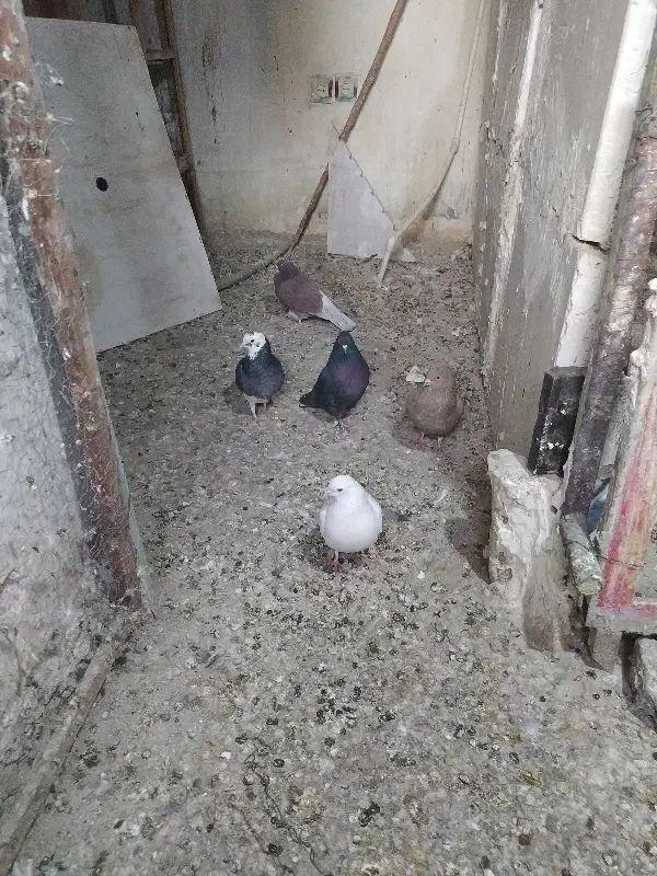 کفتر 24 عدد جوان|پرنده|فردیس, فردیس|دیوار