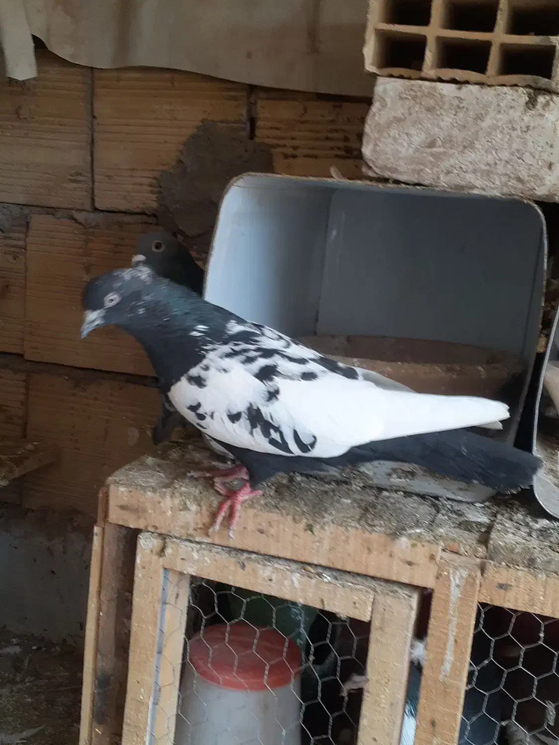 کفتر رنگی|پرنده|قم, ولیعصر|دیوار