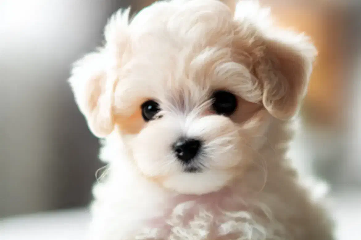 نژاد های آپارتمانی|سگ|تهران, گیشا|دیوار