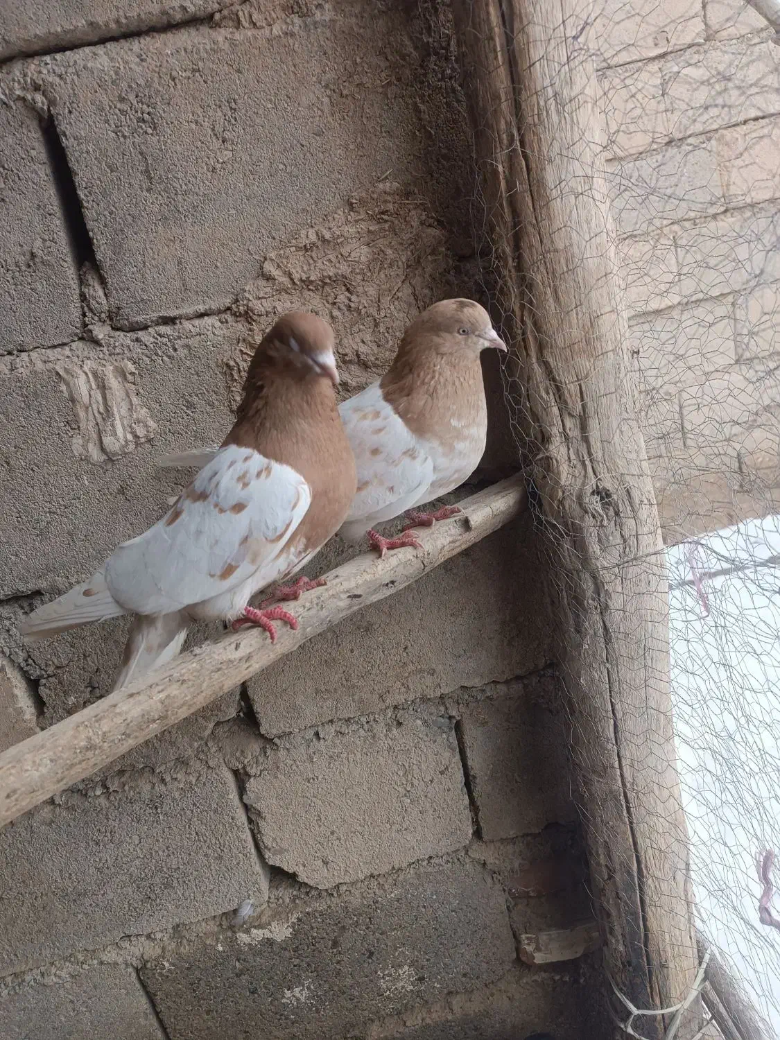 کله زرد|پرنده|لیلان, |دیوار