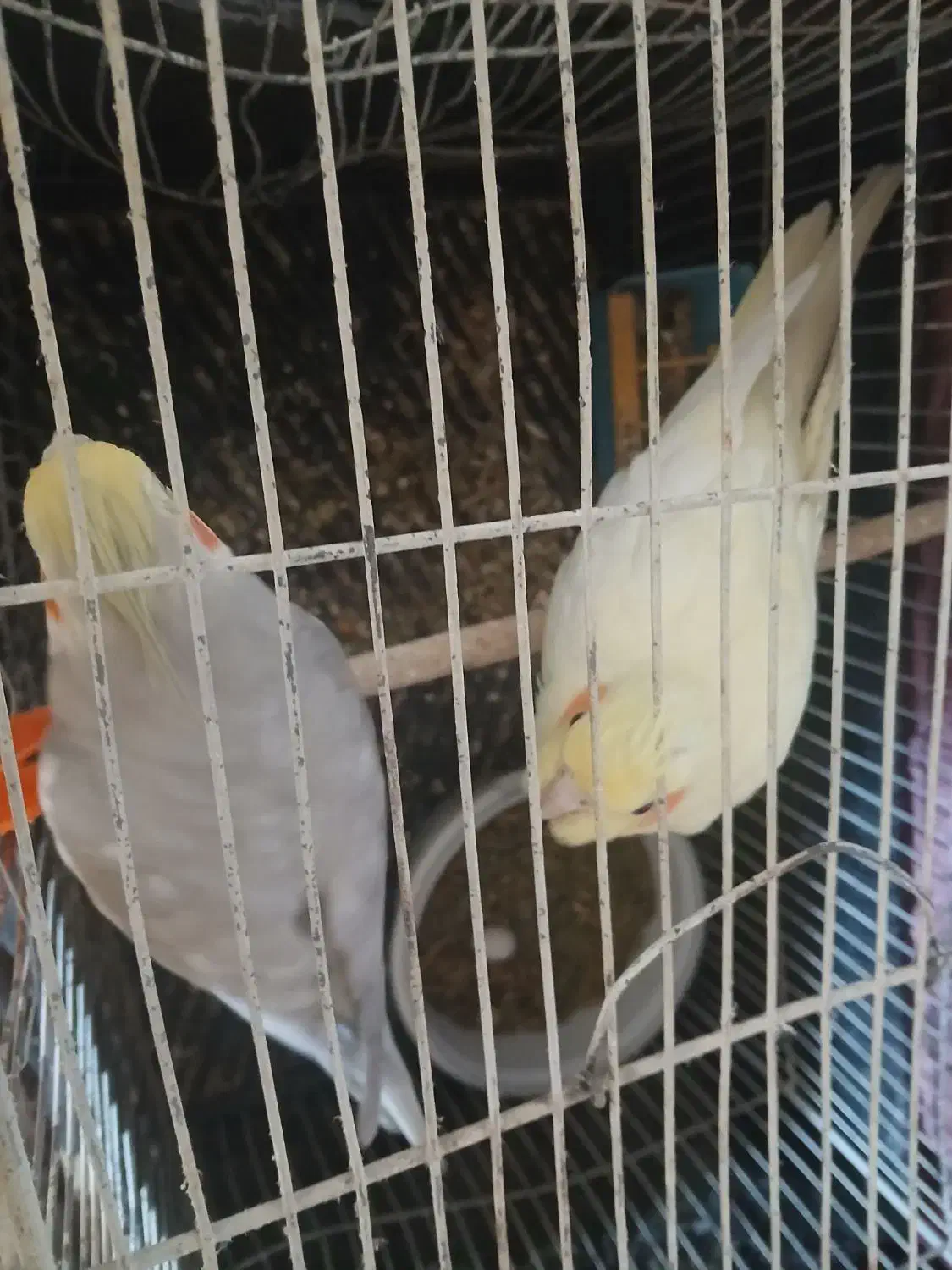 جفت عروس تخم گذاشتن|پرنده|اندیکا, |دیوار