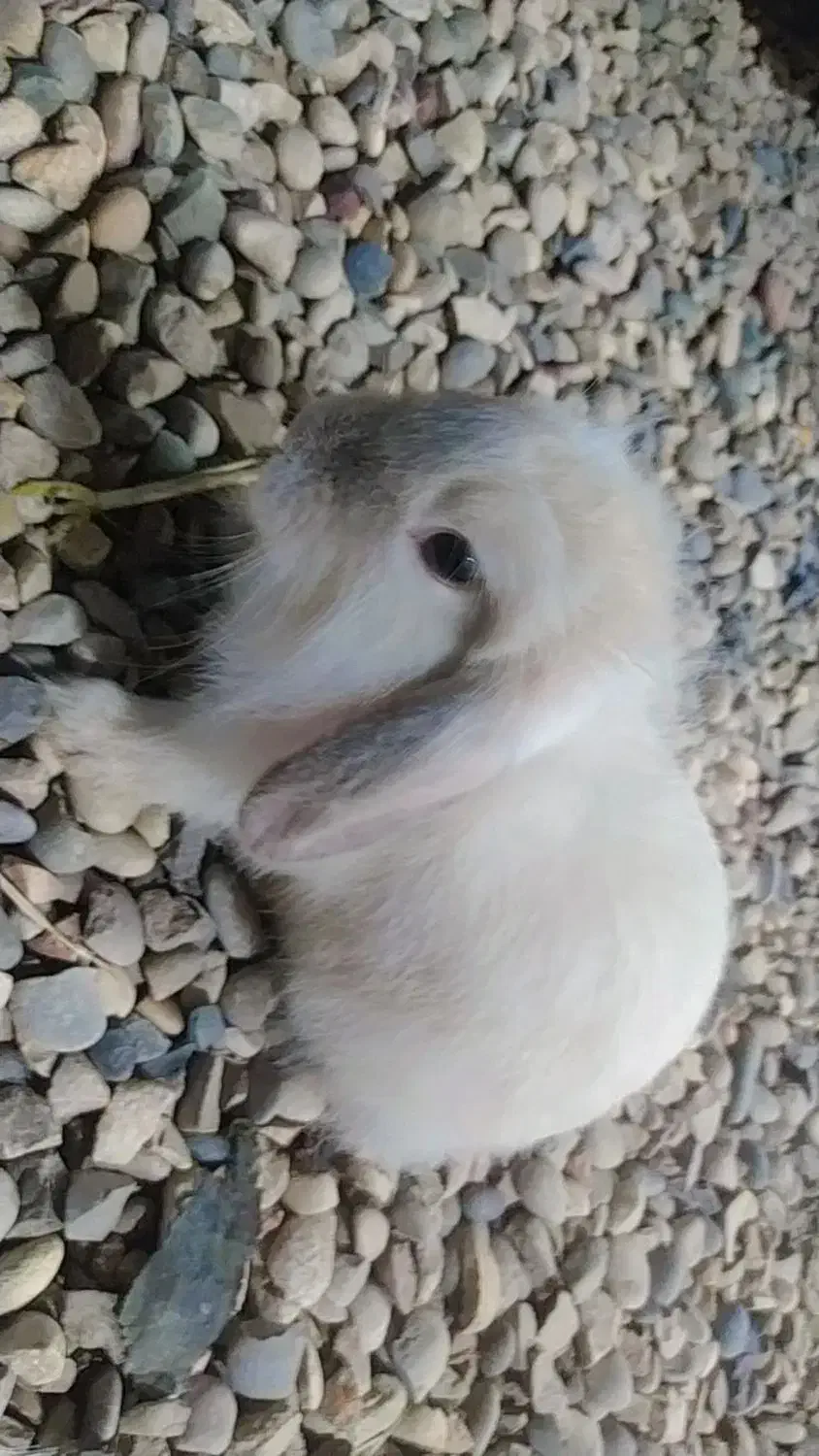 خرگوش لپ یک جفت مینیاتوری بازیگوش دستی|موش و خرگوش|شوشتر, |دیوار