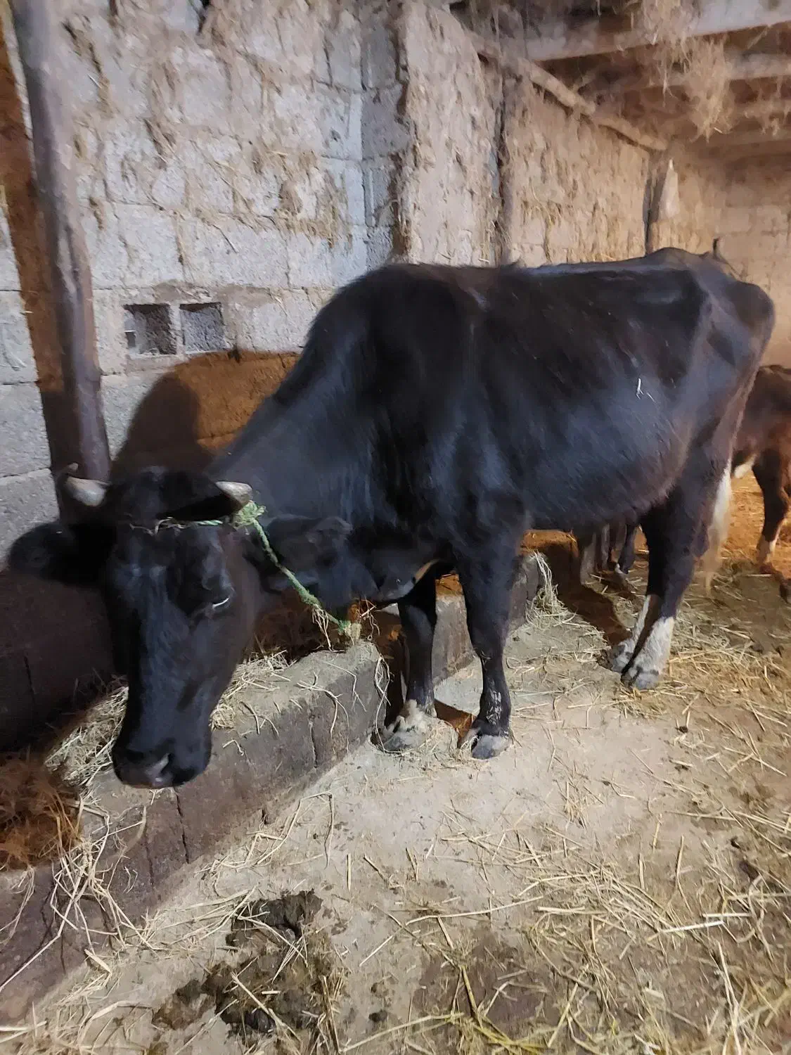 گاو و لیشه دورگ جوان|حیوانات مزرعه|سنگر, |دیوار