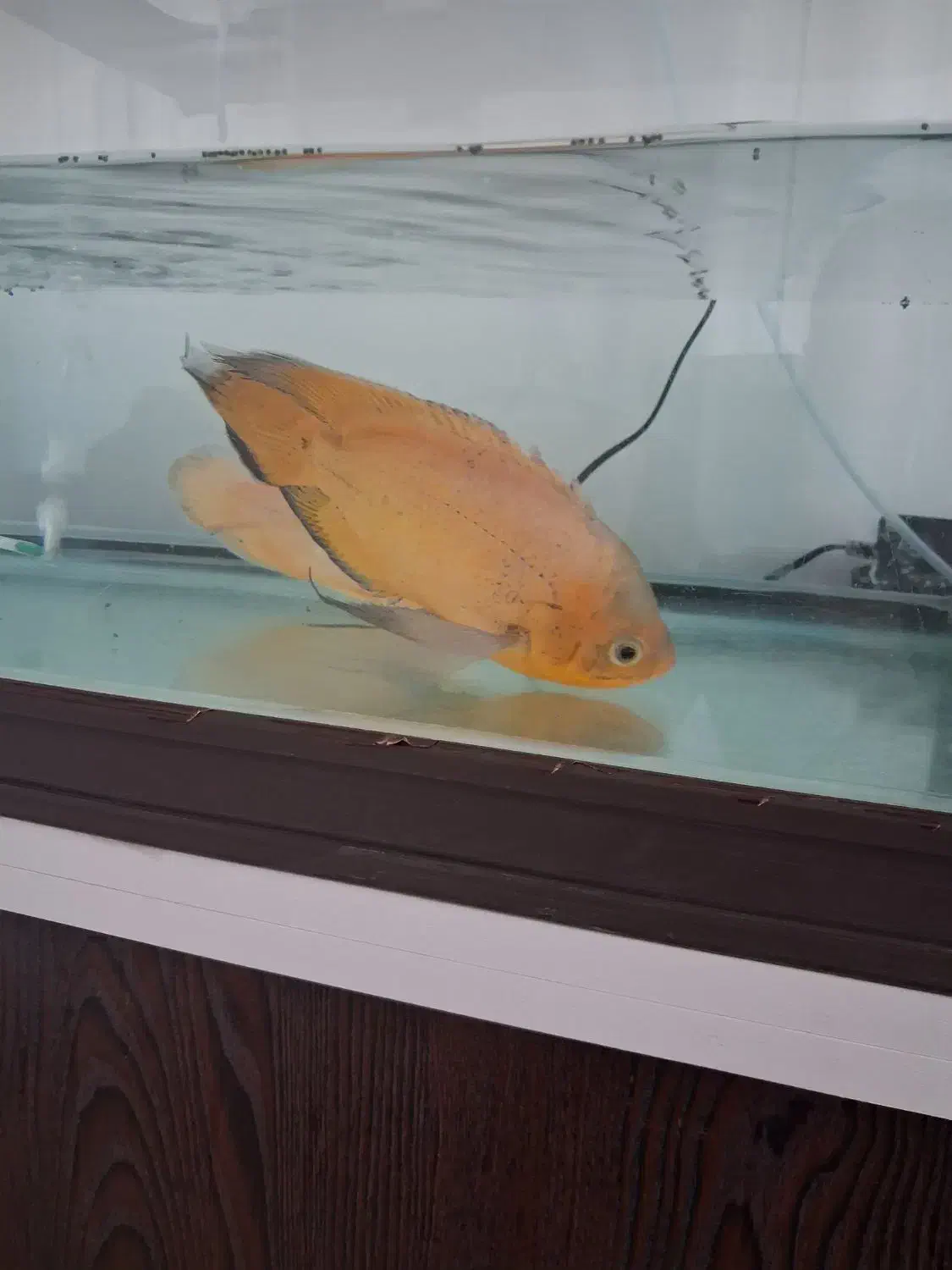 یک جفت ماهی اکواریوم اسکار نر و ماده|ماهی|فولادشهر, مسکن مهر فولادشهر|دیوار