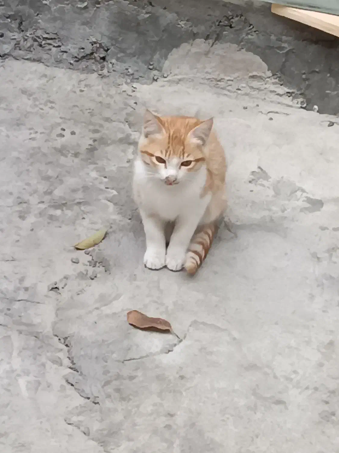 گربه|گربه|مراغه, |دیوار