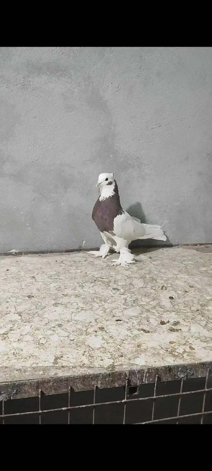 کبوتر دمبی طوقی کوار|پرنده|شیراز, شهرک مدرس|دیوار