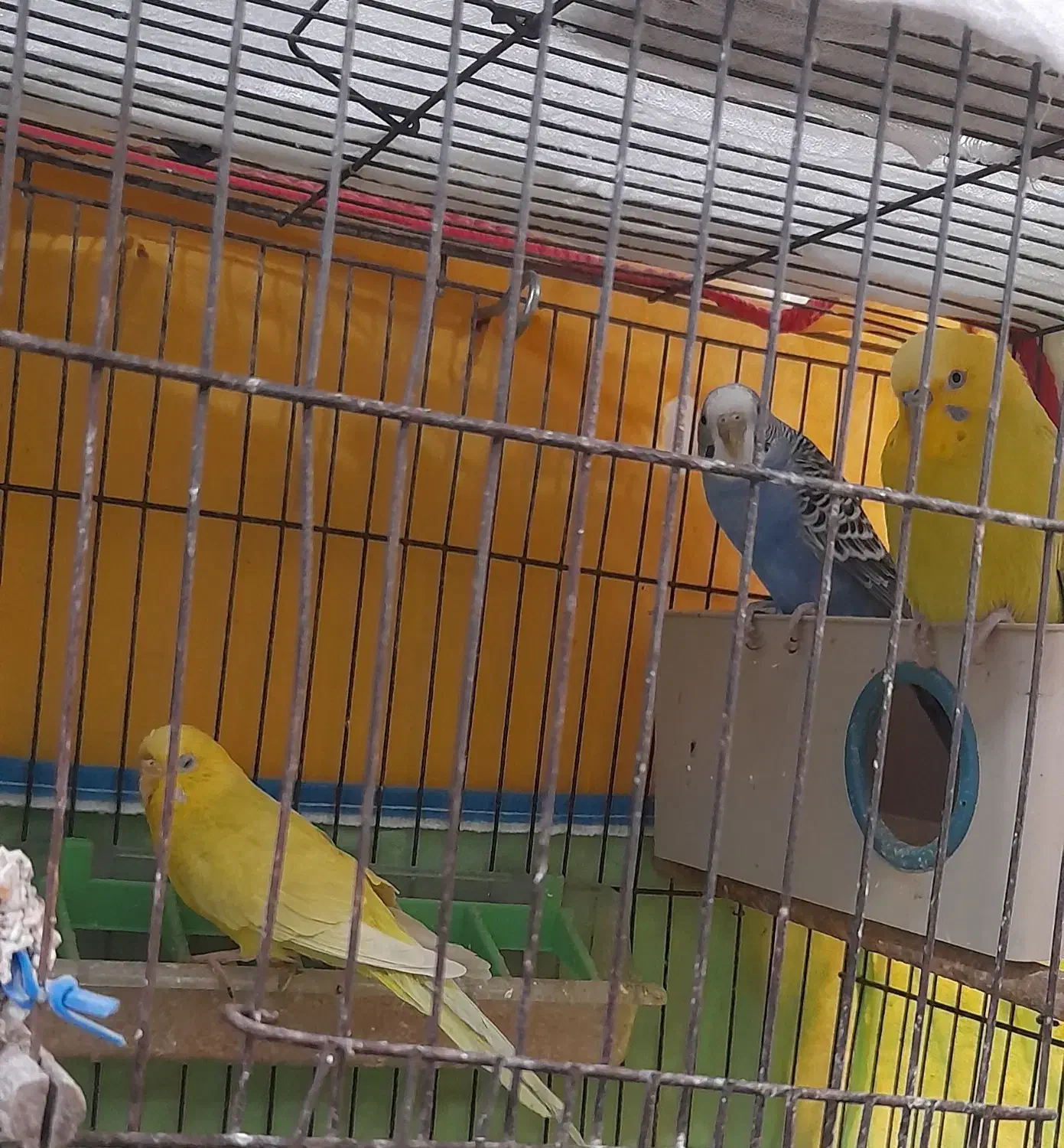 مرغ عشق|پرنده|بوشهر, |دیوار