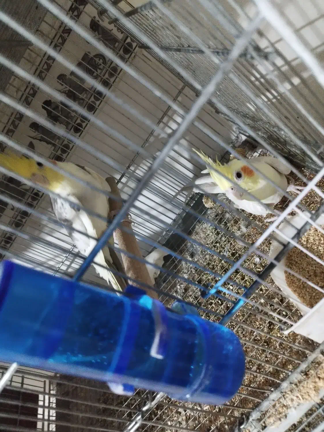 جفت عروس هلندی|پرنده|قزوین, |دیوار