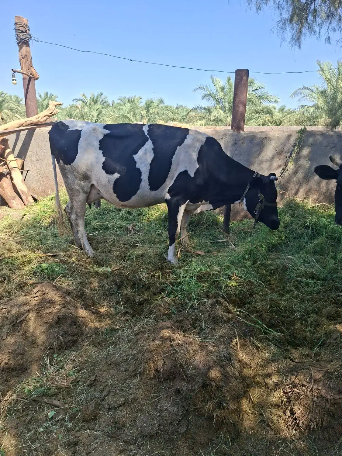 گاو شیری|حیوانات مزرعه|فهرج, |دیوار