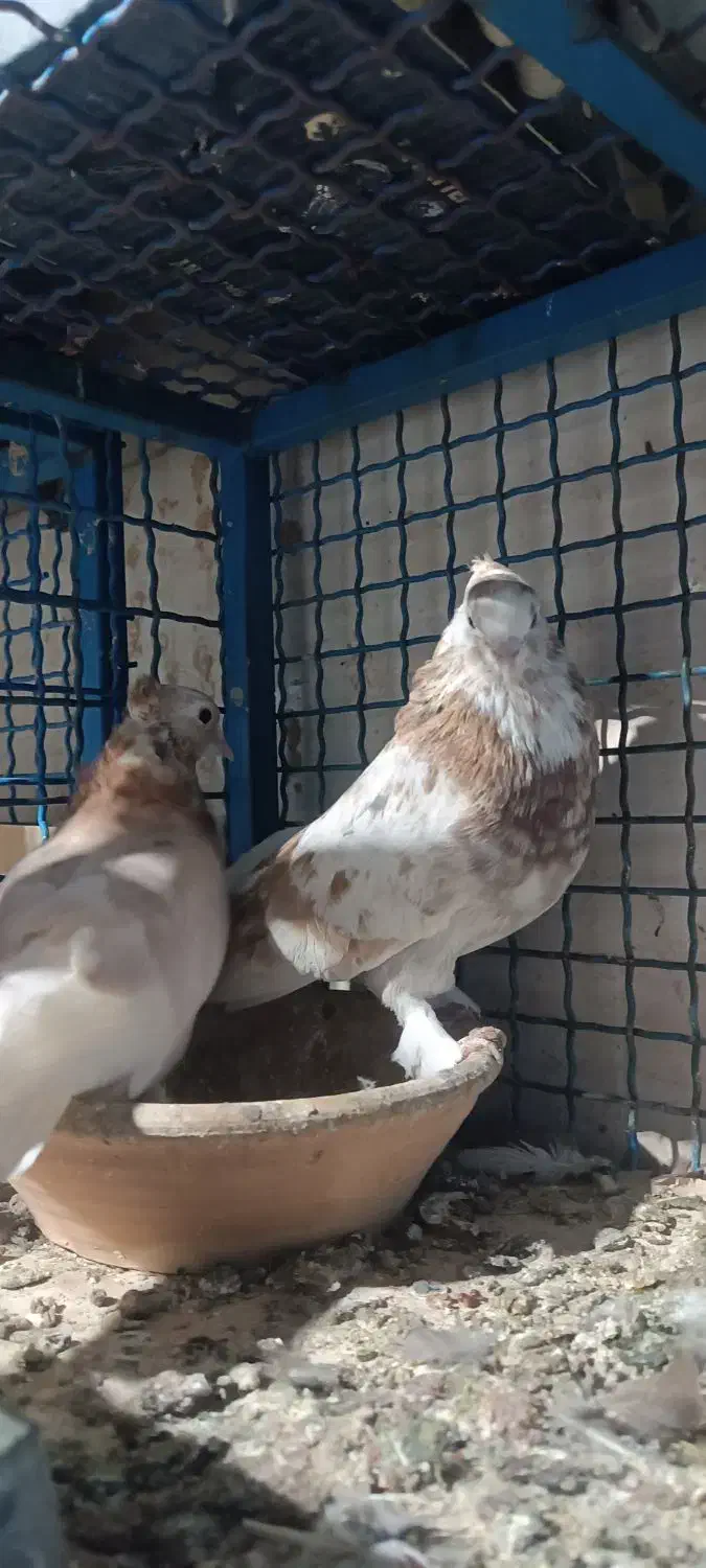 کفتر سرور|پرنده|مشکین‌دشت, |دیوار