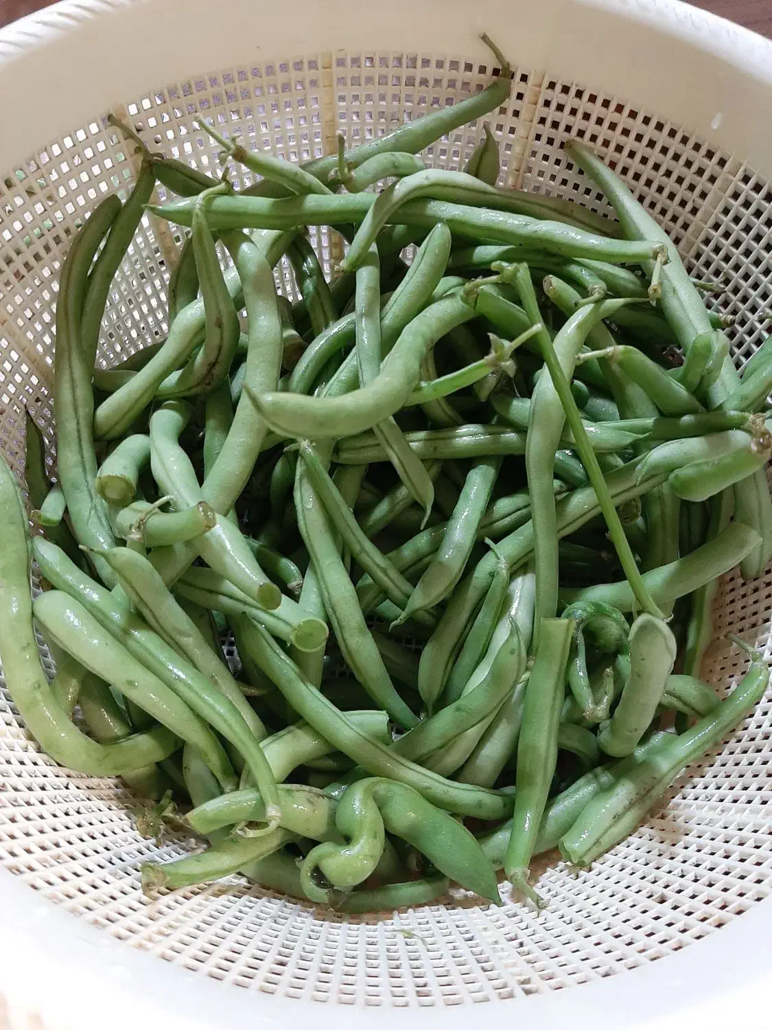 لوبیا استانبولی خرد شده آماده|خوردنی و آشامیدنی|رشت, چله خانه|دیوار