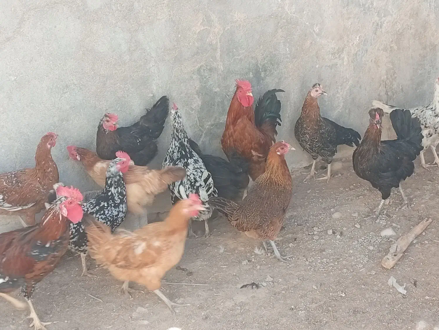 مرغ و خروس محلی|حیوانات مزرعه|بیرم, |دیوار