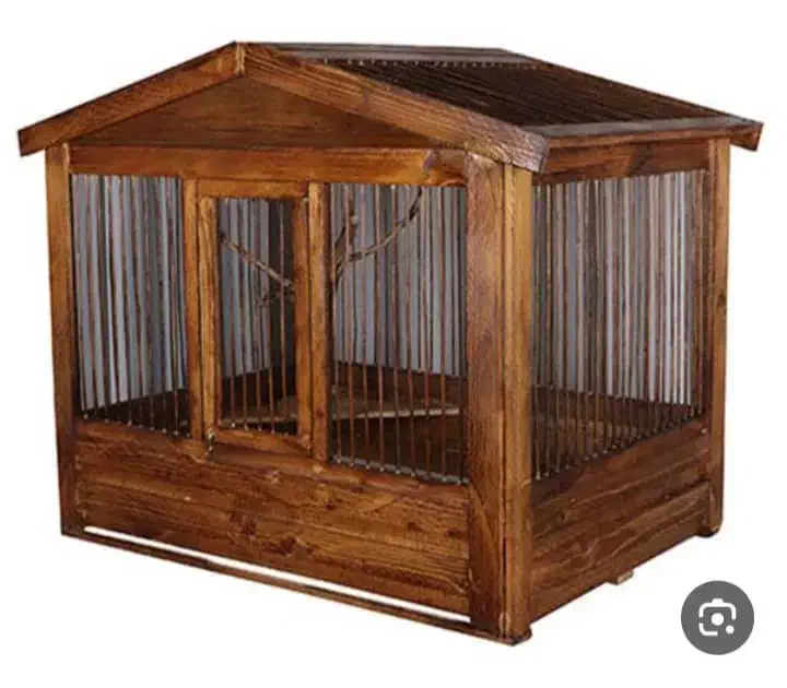 پرنده باغی|پرنده|بوشهر, |دیوار