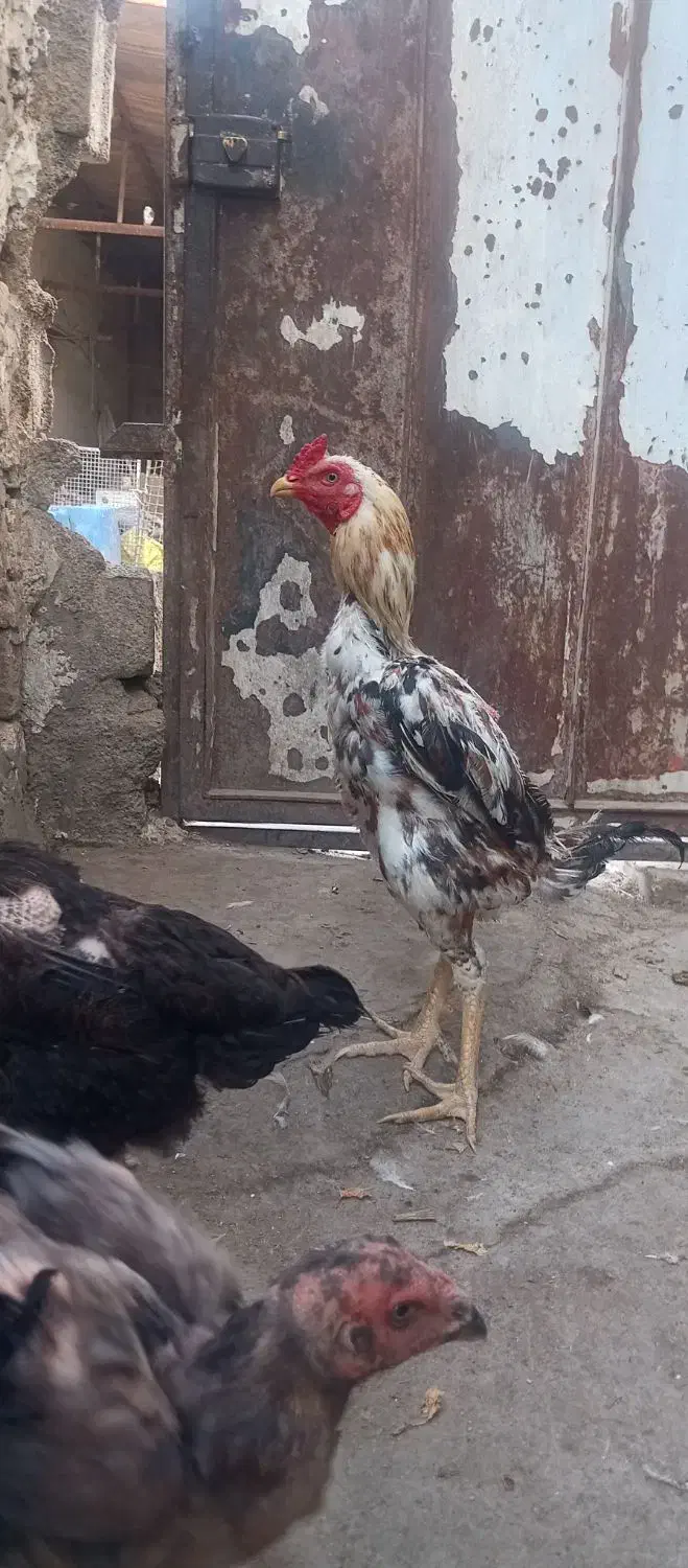 مرغ و خروس لاری|حیوانات مزرعه|محمدشهر, ولدآباد|دیوار