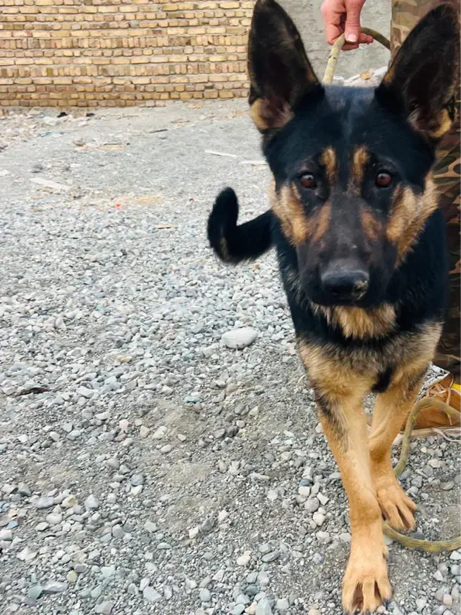 ژرمن ماده|سگ|فردیس, فرامرزیه|دیوار