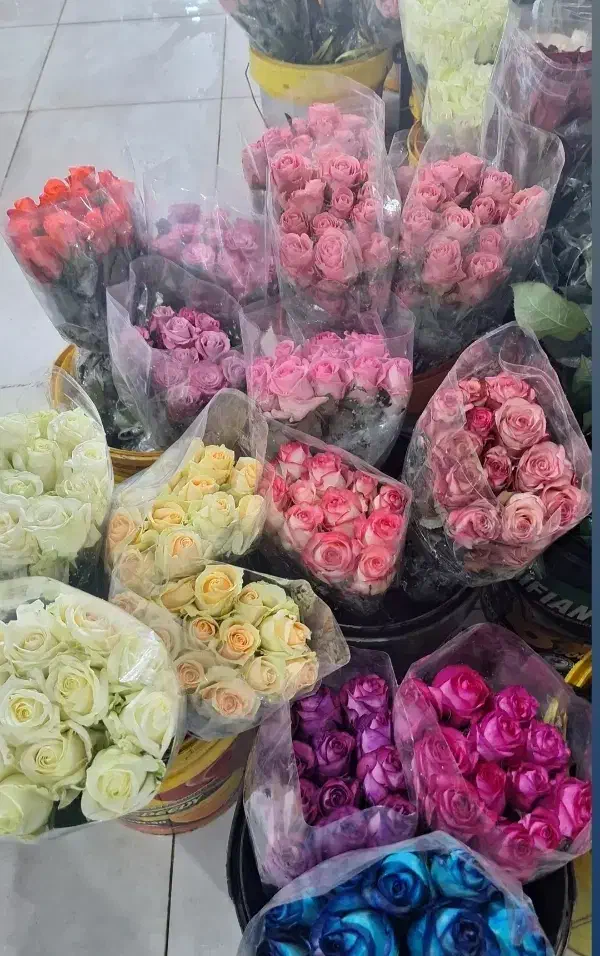 پخش و ارسال عمده گل رز هلندی درجه یک|گل و گیاه طبیعی|شیراز, رکن‌آباد|دیوار