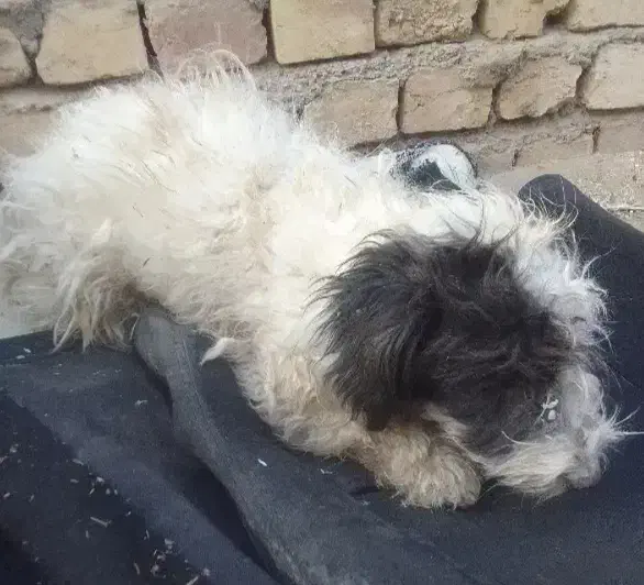 سگ رایگان|سگ|کاشان, مزرعه نو|دیوار