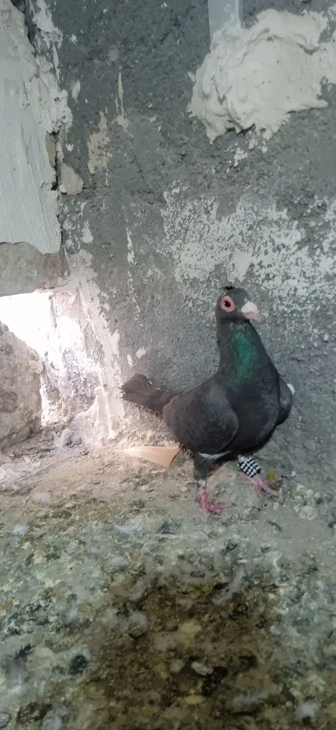 ماده مینا|پرنده|تربتحیدریه, پائین ولایت|دیوار