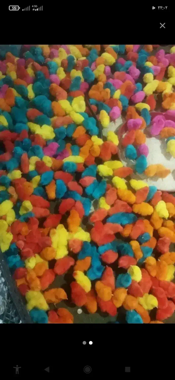 جوجه رنگی سرحال|ماهی|سرپل ذهاب, |دیوار